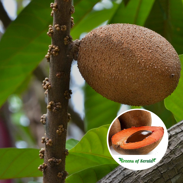 Mamey Sapote (મામે સપોટા)